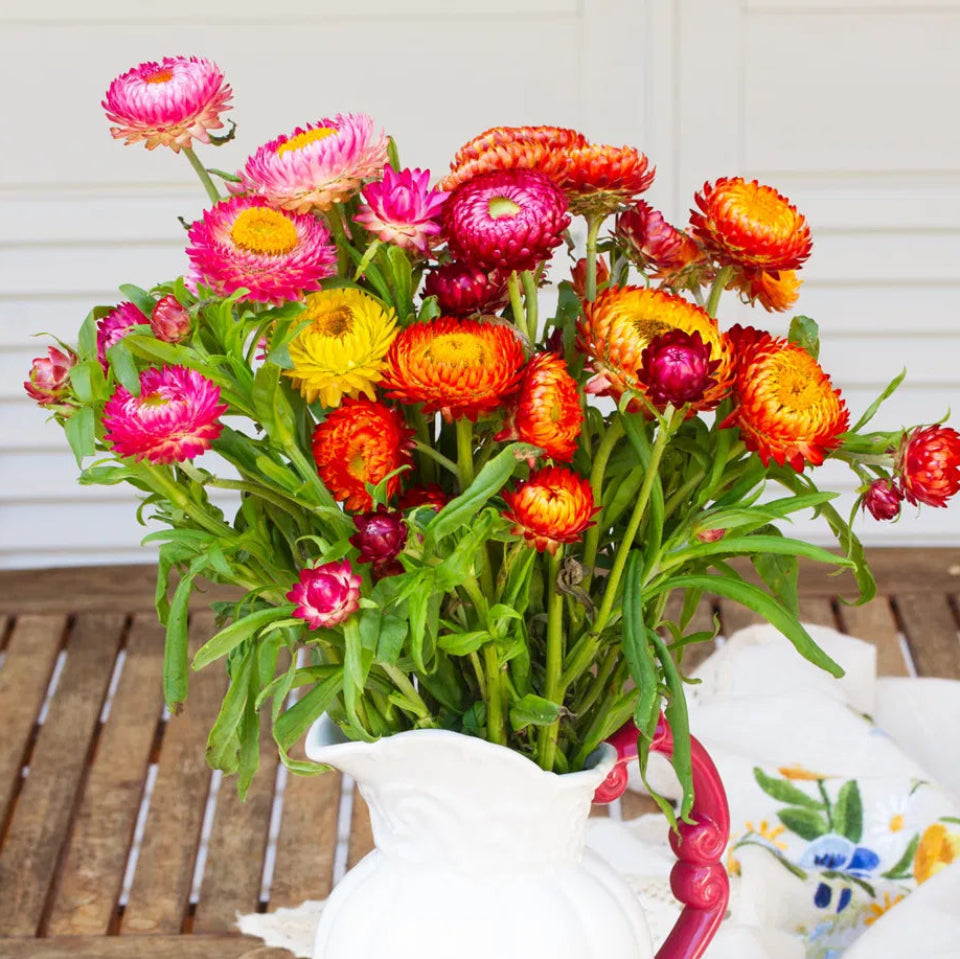 30 Semillas Siempreviva