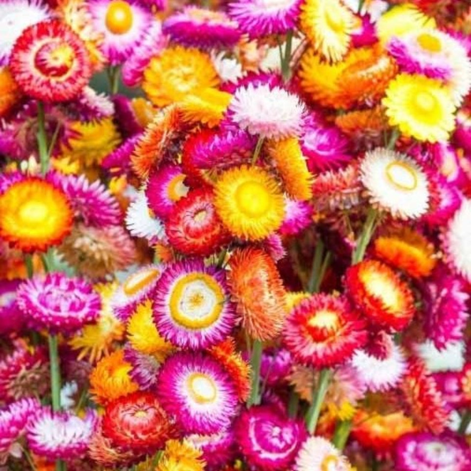 Pack de Semillas "Flores Todo el Año" 🌸