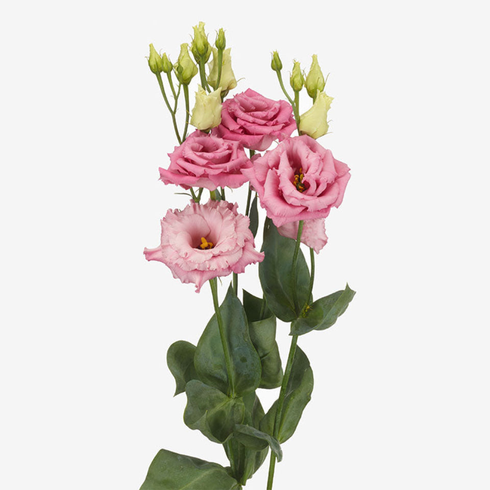 10 Semillas Lisianthus Rosa