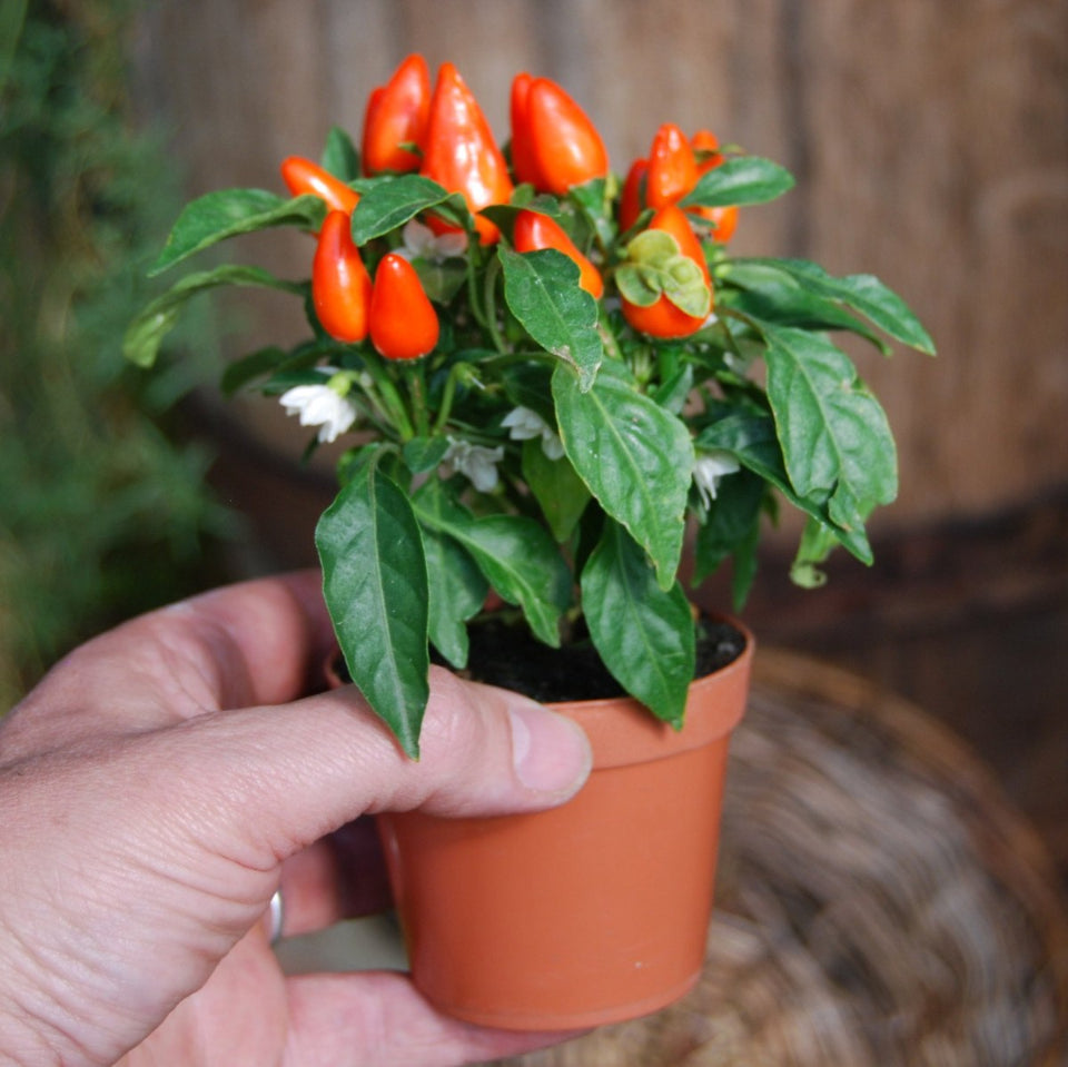 Pack de Semillas "Huerto Urbano" 🥕