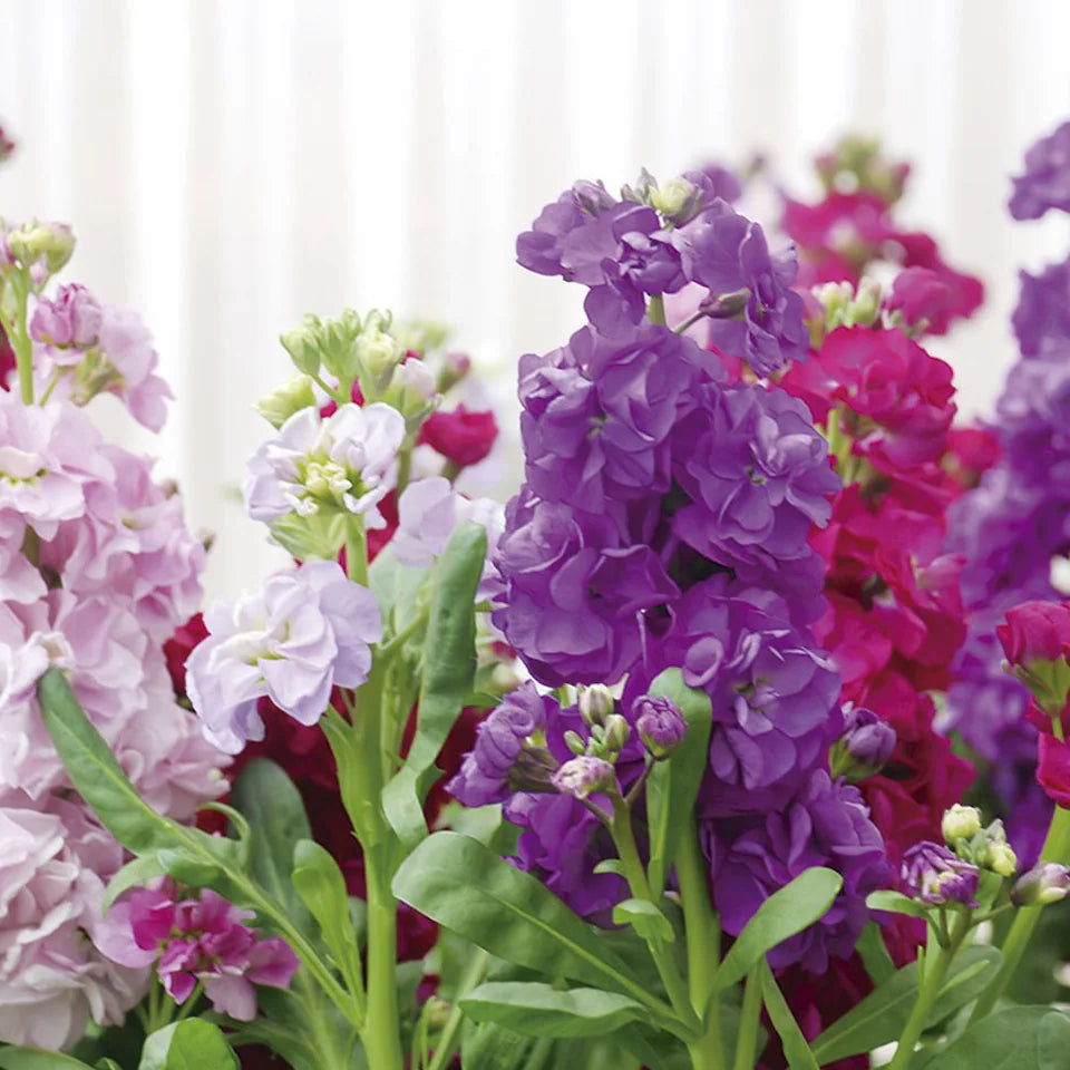 Pack de Semillas "Jardín de Ensueño" 🌼