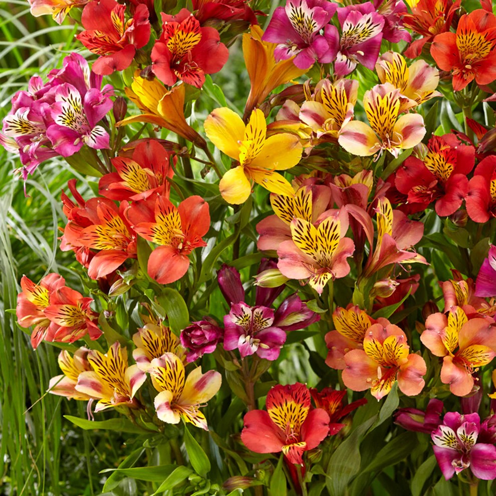 Pack de Semillas "Flores Todo el Año" 🌸