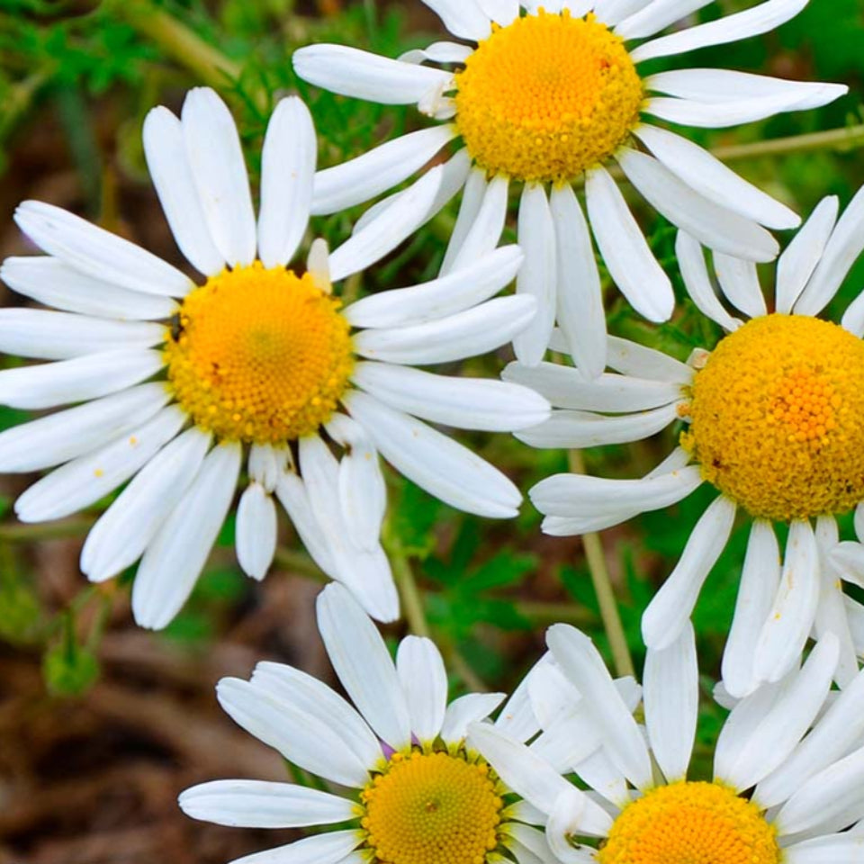 Pack de Semillas "Huerta Medicinal" 🍵