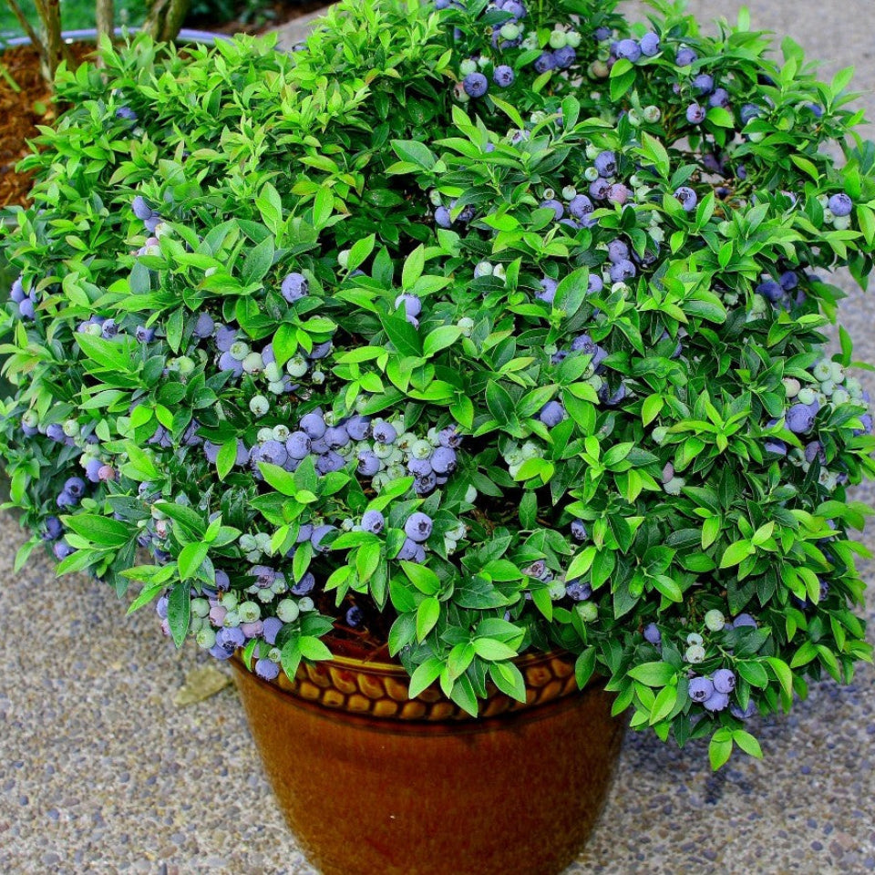 Pack de Semillas "Árboles para Espacios Pequeños" 🌳