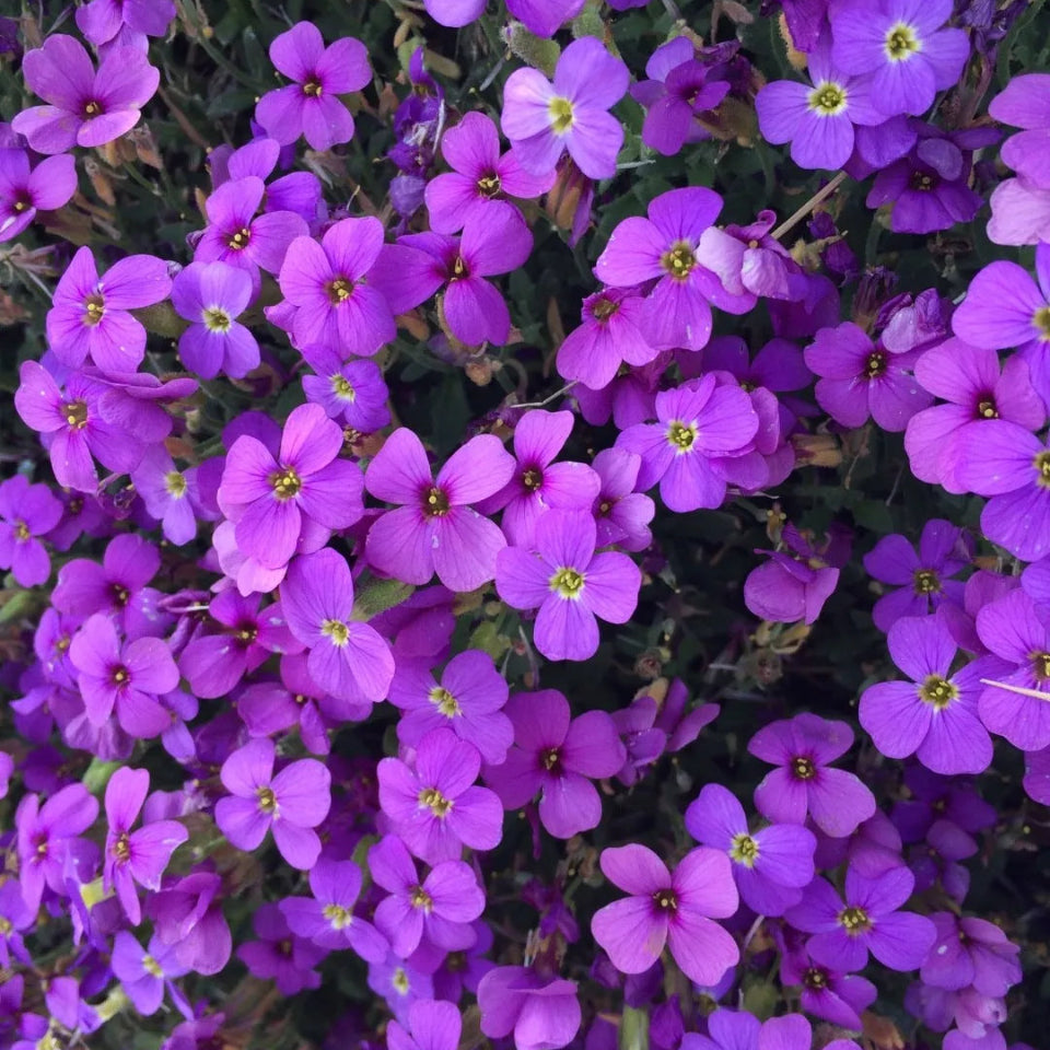 30 Semillas Aubrieta morada – Naturaleza en concreto