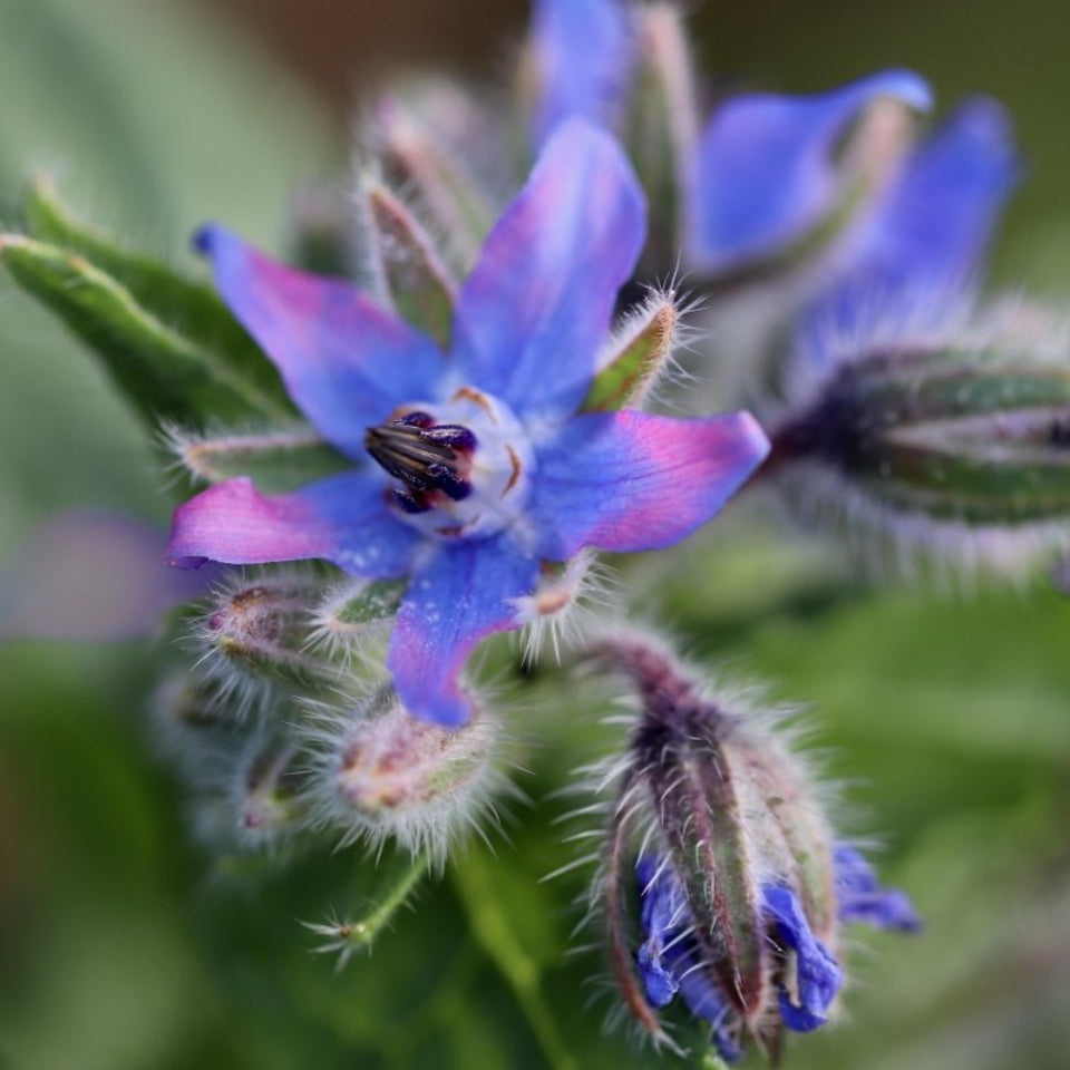 Pack de Semillas "Huerta Medicinal" 🍵