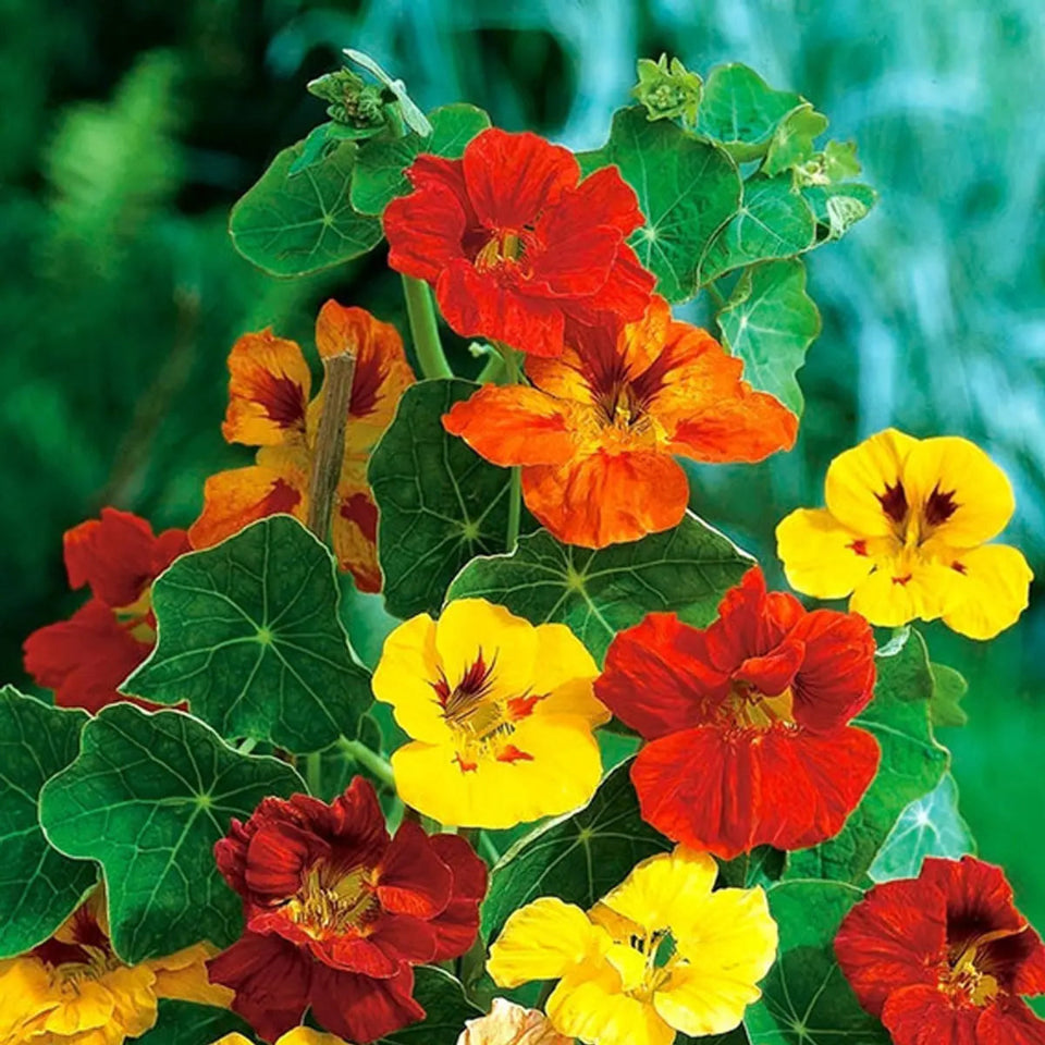 10 Semillas Capuchina