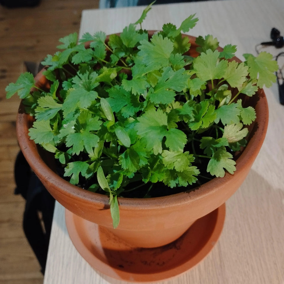 Pack de Semillas "Aromáticas para la Cocina" 👩‍🍳