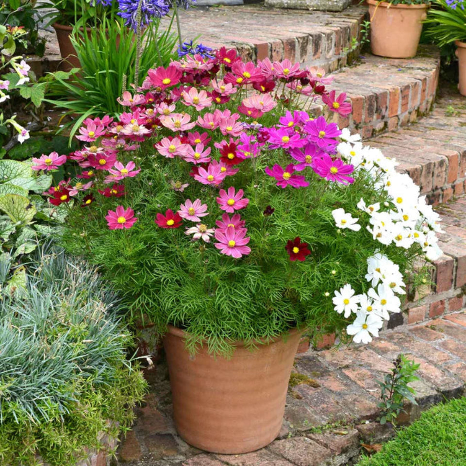 Pack de Semillas "Jardín de Ensueño" 🌼