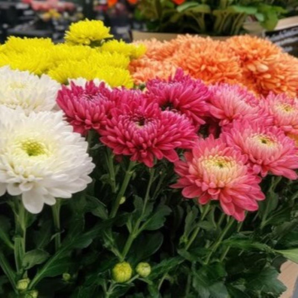 Pack de Semillas "Flores Todo el Año" 🌸