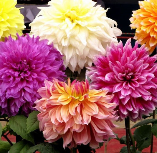 15 Semillas Dalias Mix