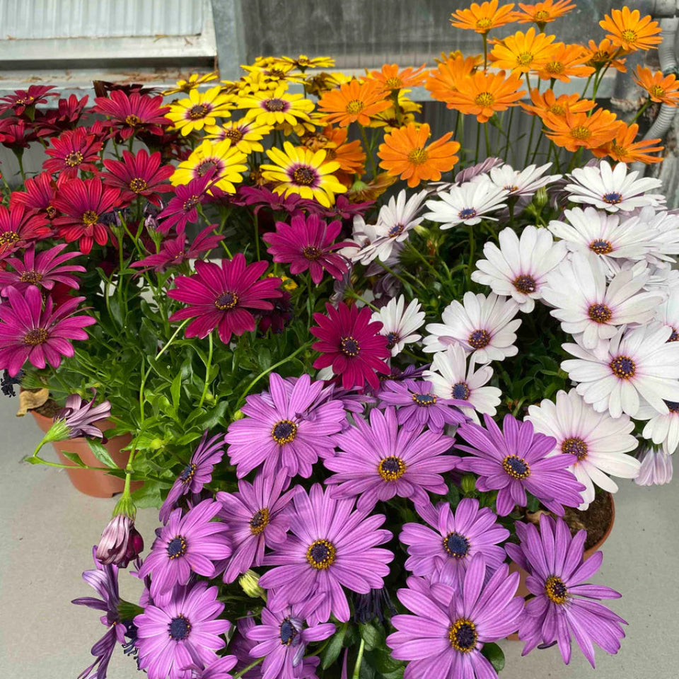 Pack de Semillas "Mariposas y Abejas" 🦋