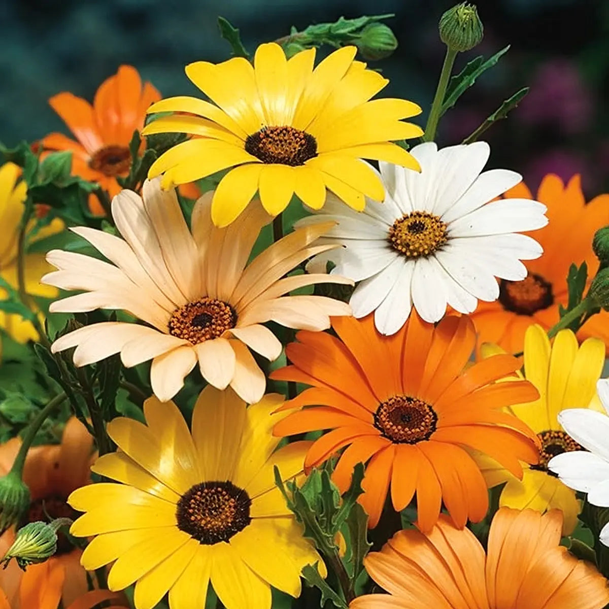 Pack de Semillas "Paraíso de Mariposas" 🏡