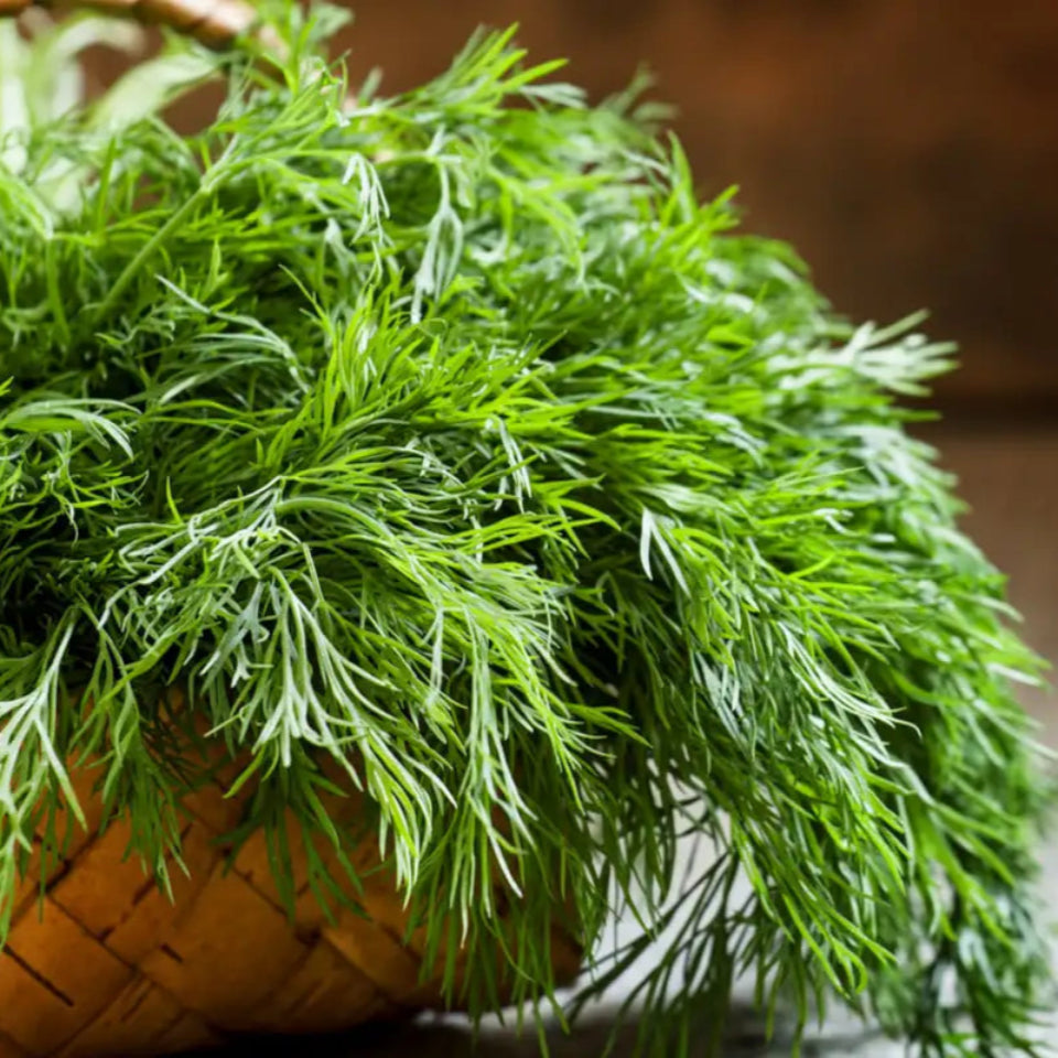 Pack de Semillas "Aromáticas para la Cocina" 👩‍🍳