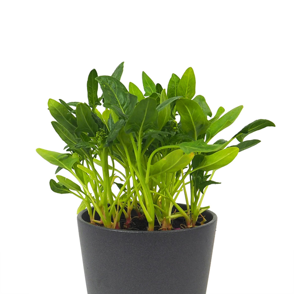 Pack de Semillas "Huerto Urbano" 🥕