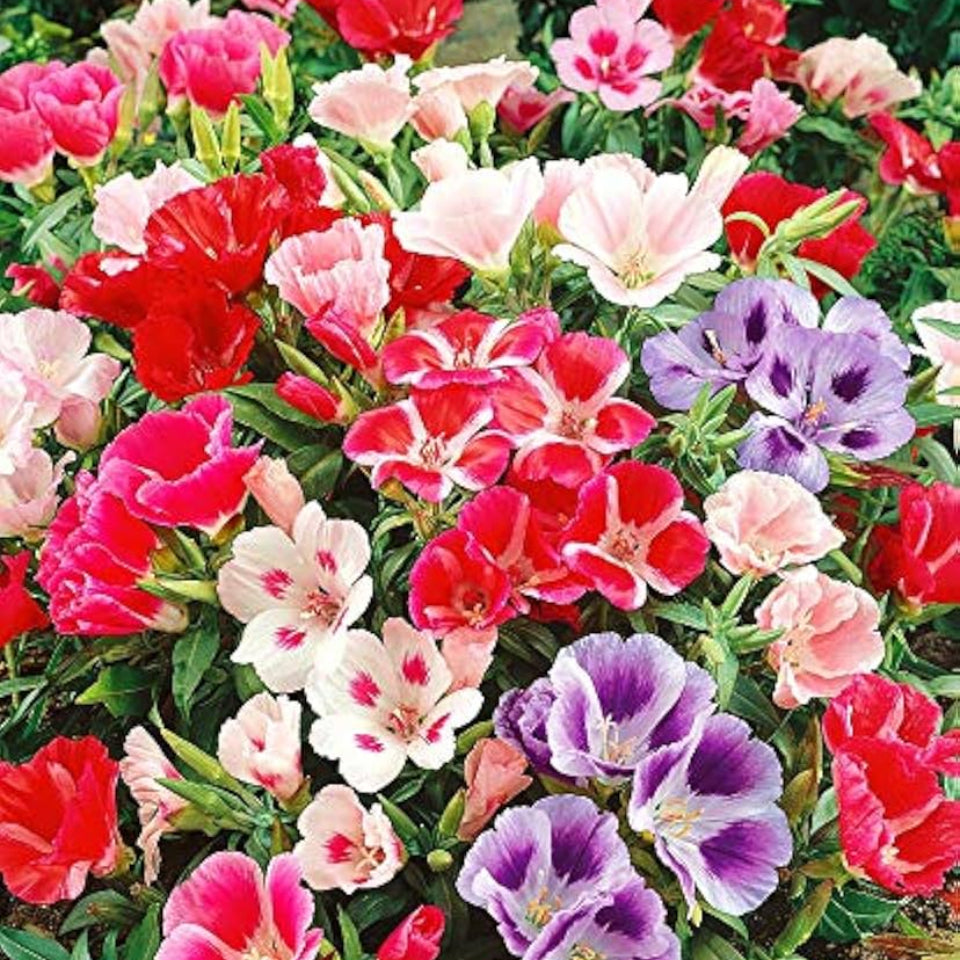 Pack de Semillas "Jardín de Ensueño" 🌼