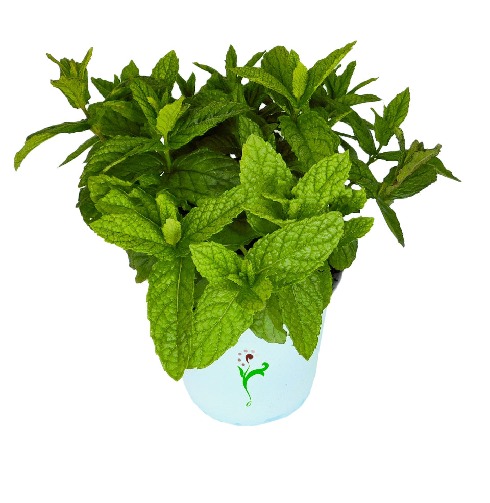 Pack de Semillas "Huerta Medicinal" 🍵