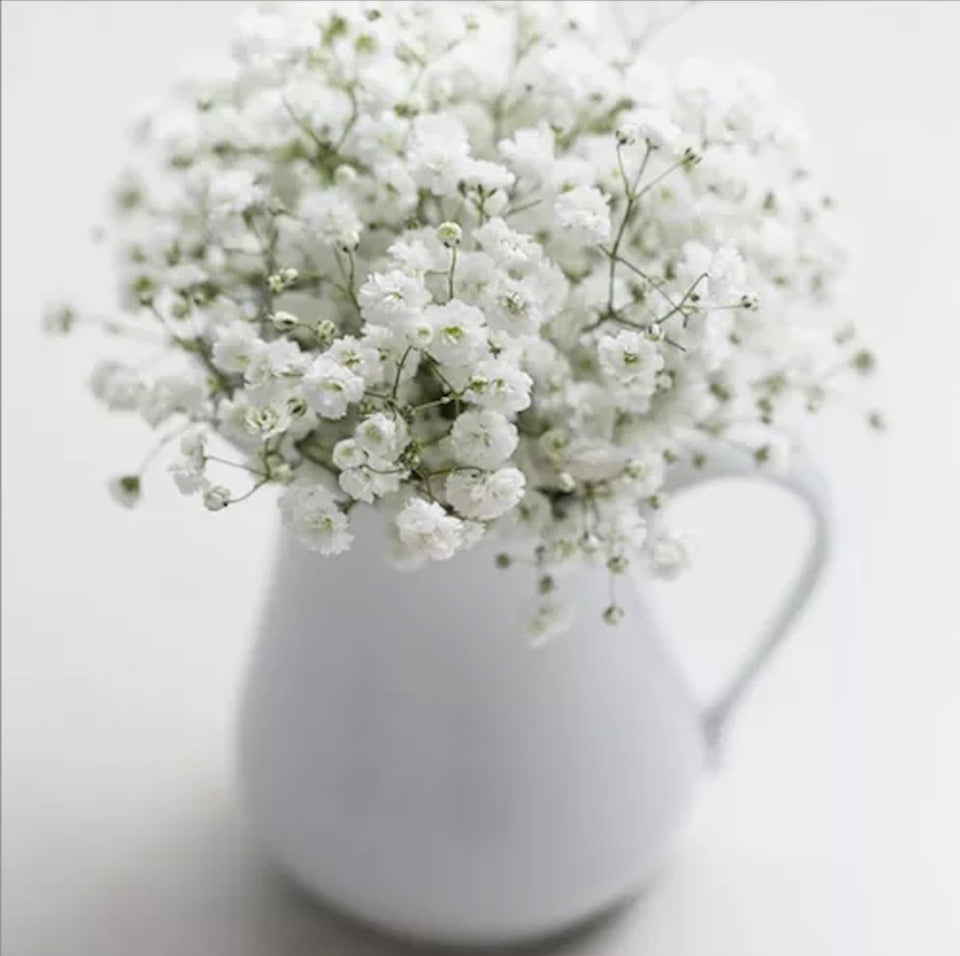 Pack de Semillas "Flores Todo el Año" 🌸