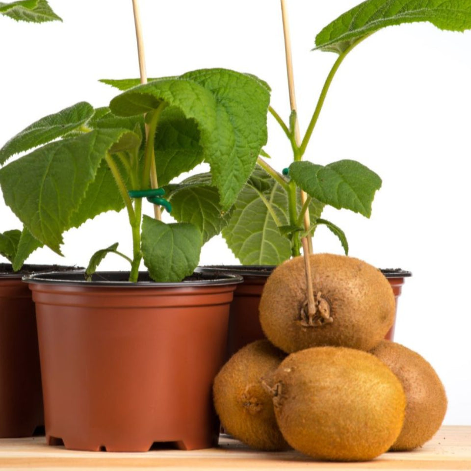 Pack de Semillas "Árboles para Espacios Pequeños" 🌳