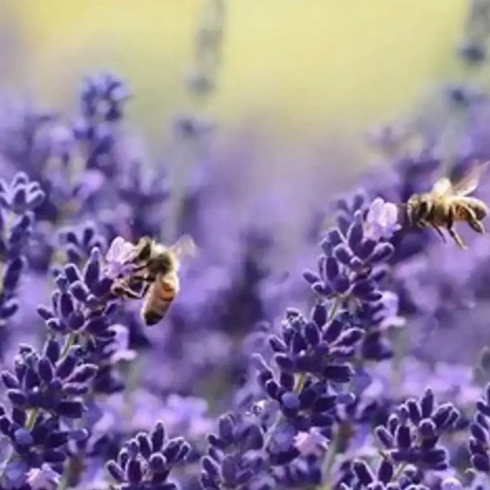 Pack de Semillas "Mariposas y Abejas" 🦋