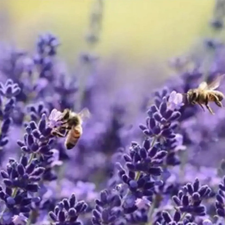 Pack de Semillas "Flores Todo el Año" 🌸