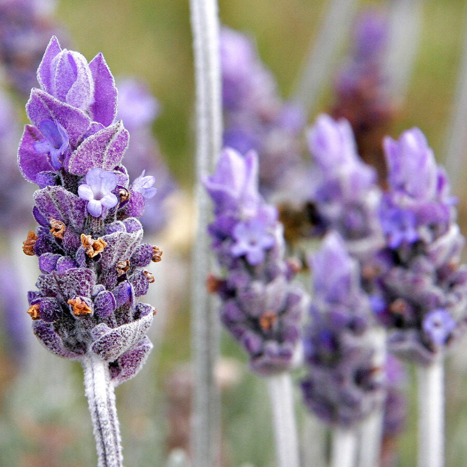 30 Semillas Lavanda Medicinal