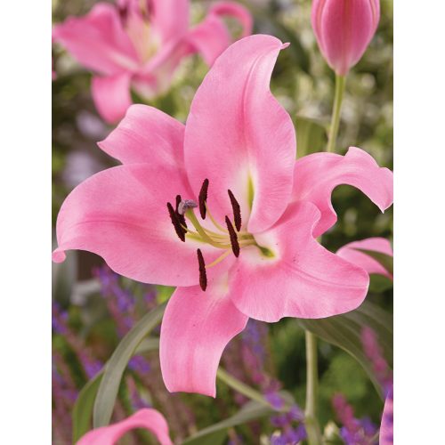 Pack Día de la Madre – 10 Bulbos Lilium & Gladiolos (5  c/u) 🌸 Edición Limitada