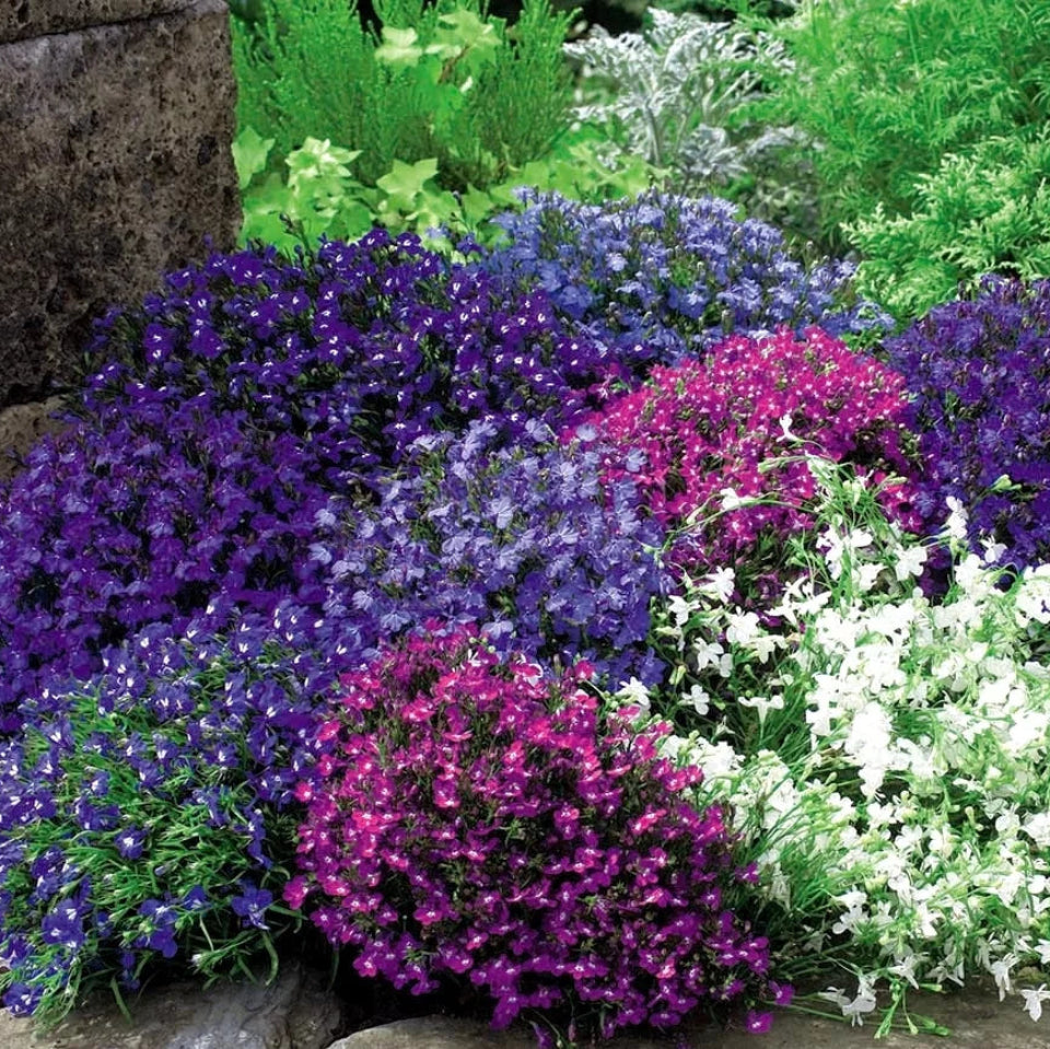 Pack de Semillas "Jardín de Ensueño" 🌼