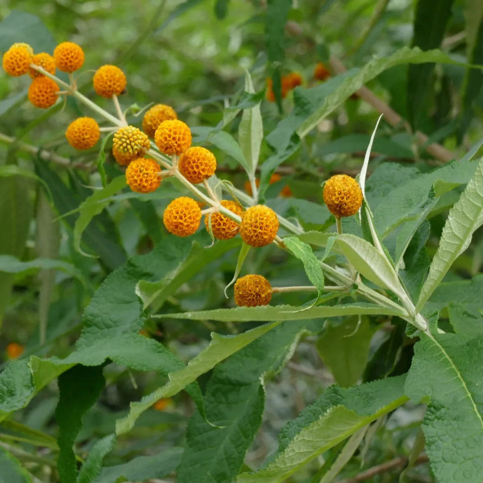 Pack de Semillas "Árboles para Espacios Pequeños" 🌳