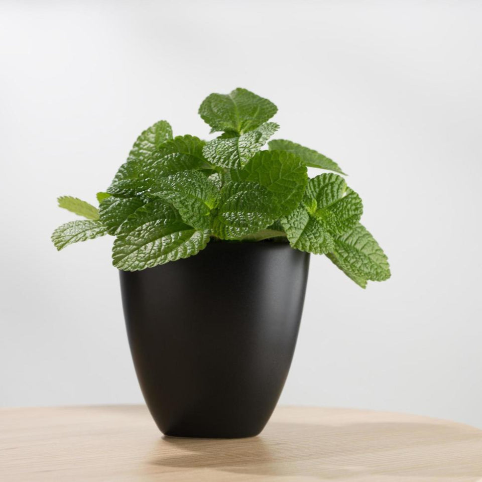 Pack de Semillas "Huerta Medicinal" 🍵