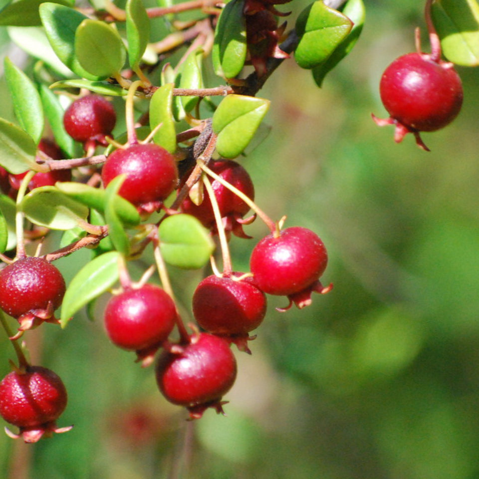 Pack de Semillas "Árboles para Espacios Pequeños" 🌳