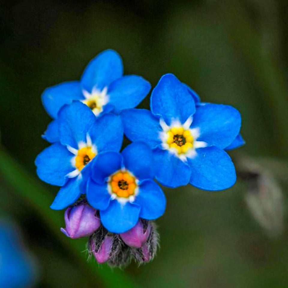 30 Semillas No Me Olvides