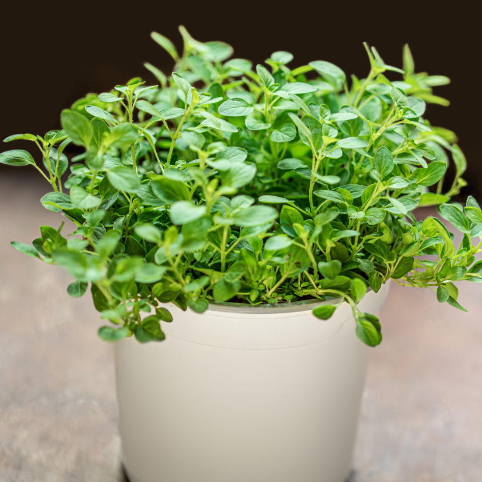 Pack de Semillas "Aromáticas para la Cocina" 👩‍🍳