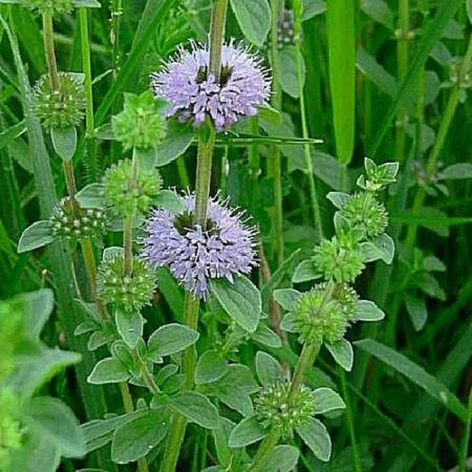 Pack de Semillas "Huerta Medicinal" 🍵