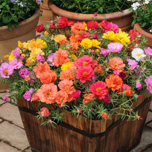 30 Semillas Portulaca