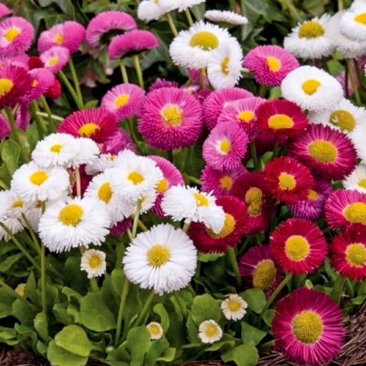 30 Semillas Bellis / Primavera