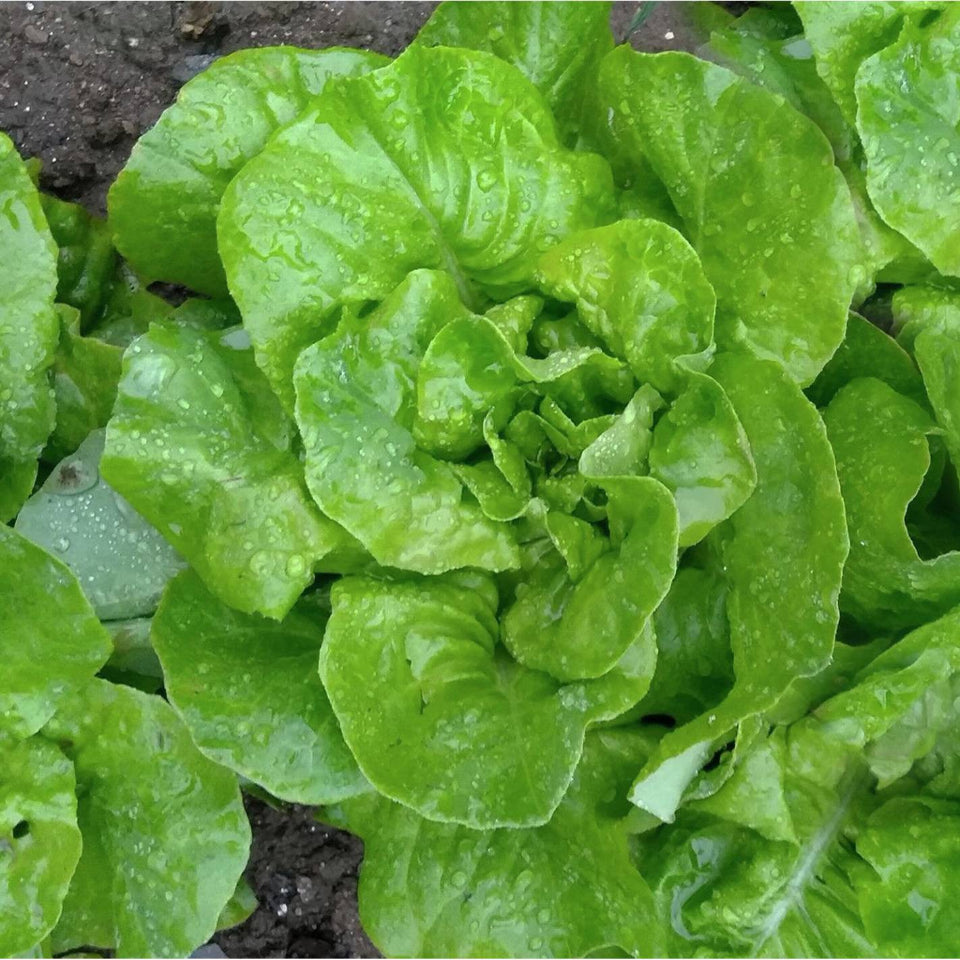 30 Semillas Lechuga Reina De Mayo