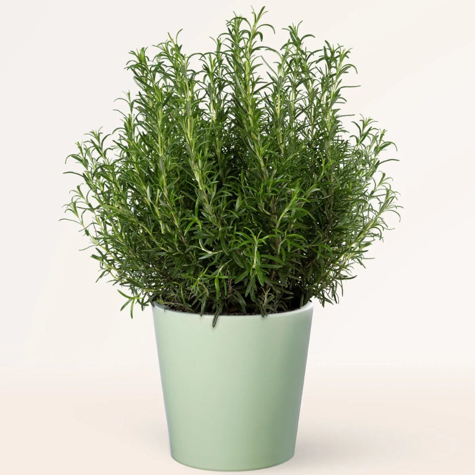 Pack de Semillas "Aromáticas para la Cocina" 👩‍🍳