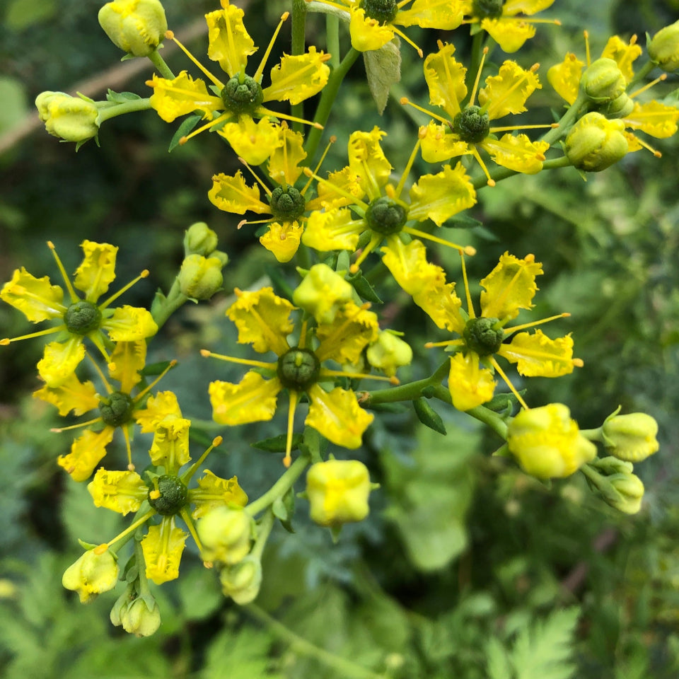 30 Semillas Ruda Medicinal