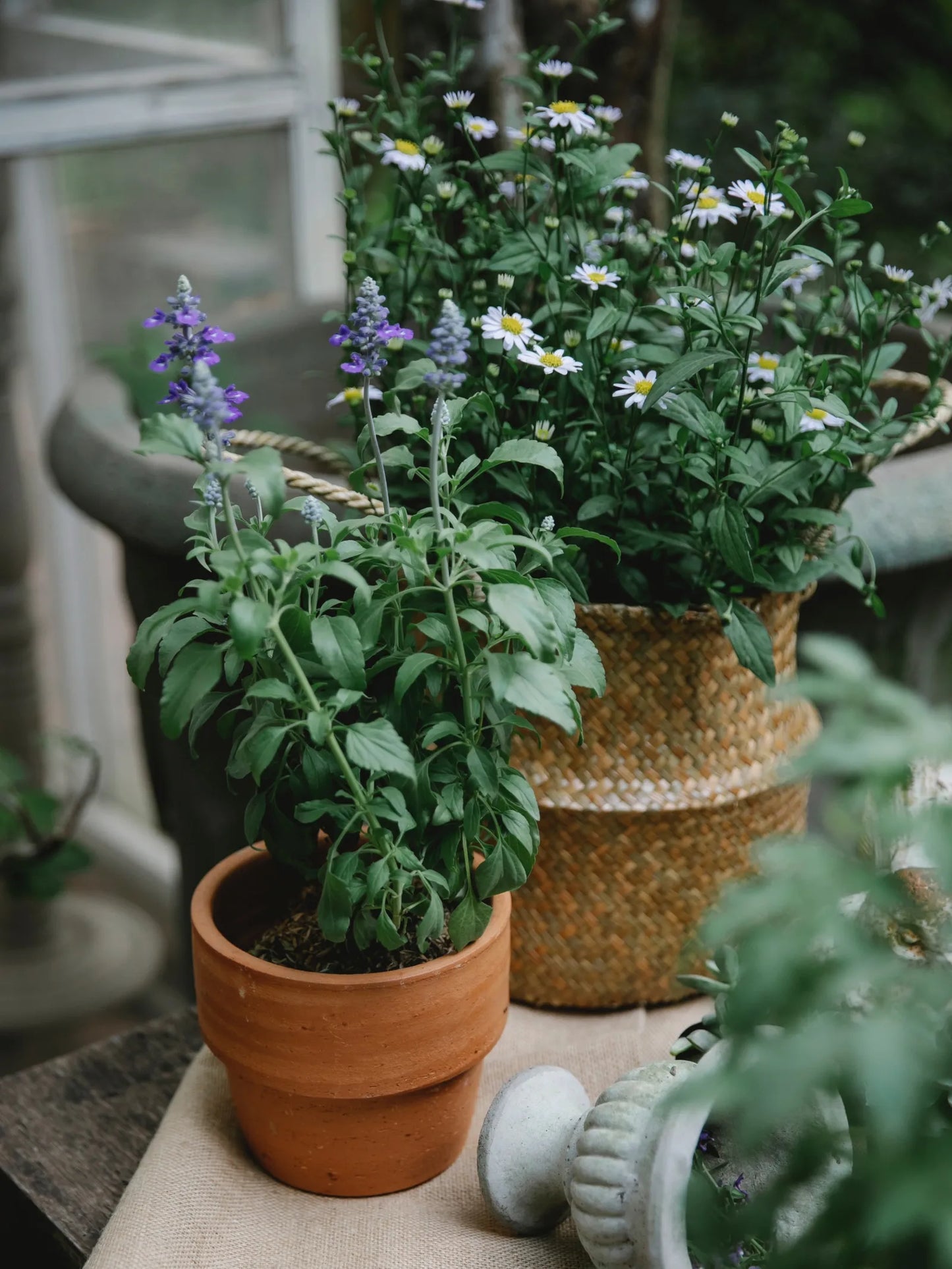 Pack de Semillas "Mariposas y Abejas" 🦋