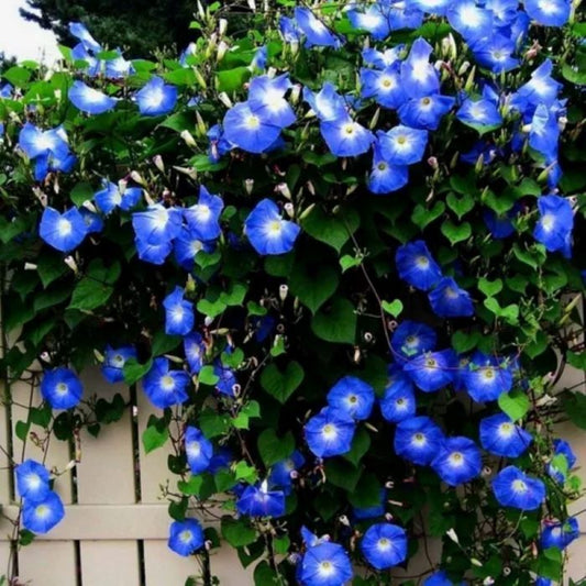 10 Semillas Suspiro Azul