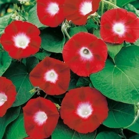 10 Semillas Suspiro Rojo