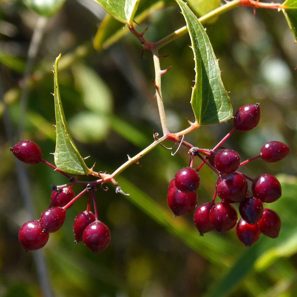 Pack de Semillas "Árboles para Espacios Pequeños" 🌳