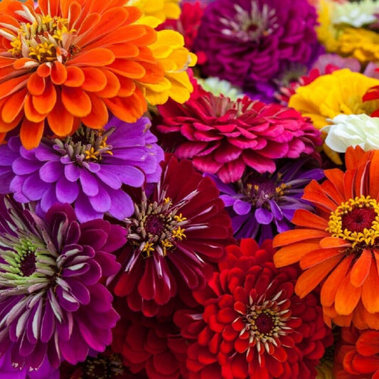 15 Semillas Zinnia Gigante